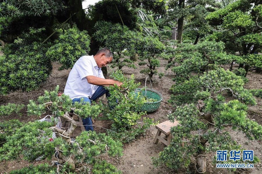 (走向我們的小康生活·圖文互動)(3)水清岸美產業興——江蘇南通小康路上的綠色實踐