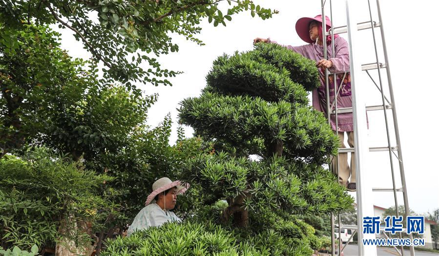 (走向我們的小康生活·圖文互動)(4)水清岸美產業興——江蘇南通小康路上的綠色實踐